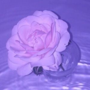 Meet your Posher, Alondra